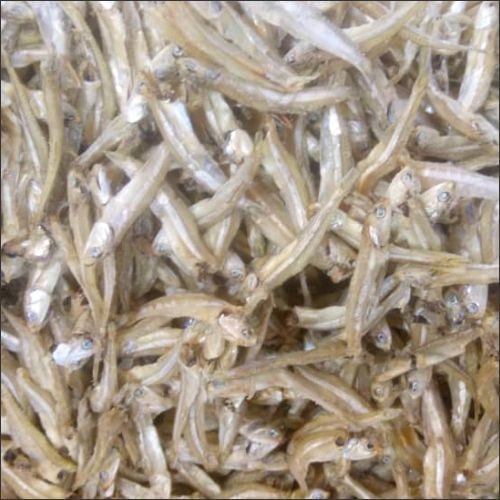 6-Anchovies-XL-with-Head